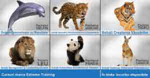 Oferte speciale cursuri – Traininguri Extreme Training